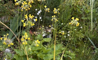 Primula florindae, Foto vom 13. Juni (© Spender 419)