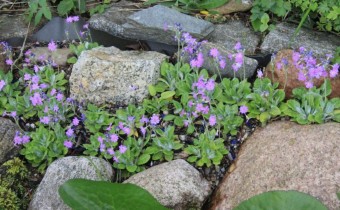 Primula frondosa, Foto vom 26. April (© Spender 311)