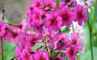 Primula japonica, Foto vom 23. Mai (© Spender 55)