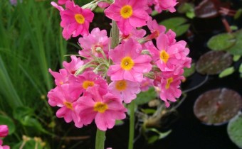 Primula japonica, Foto vom 23. Mai (© Spender 55)