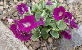 Primula marginata `Adrian Evans´, Foto vom 1. April (© Spender 55)