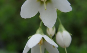 Primula matthioli, Foto vom 2. Mai (© Spender 55)