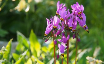Primula meadia, Foto vom 21. April (© Spender 319)