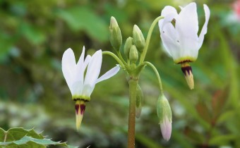 Primula meadia, Foto vom 12. Mai (© Spender 419)