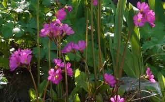 Primula rosea, Foto vom 22. April (© Spender 419)