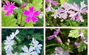 Primula sieboldii Collage (© Spender 419)