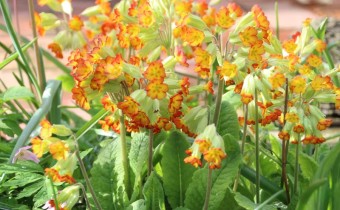 Primula veris, Foto vom 16. April (© Spender 311)