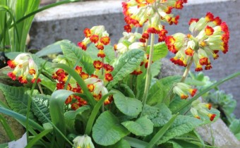 Primula veris, Foto vom 16. April (© Spender 311)