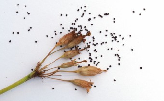 Primula veris, Samenstand (© Spender 319)