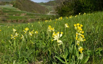 Primula veris am Kaiserstuhl, Foto vom 26. April (© Spender 319)