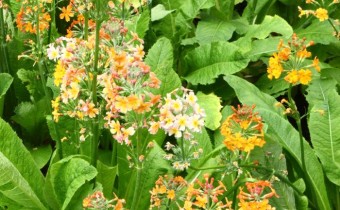 Primula x bullesiana Hybride, Foto vom 7. Juni (© Spender 86)