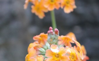 Primula x bullesiana Hybride, Foto vom 16. Juni (© Spender 86)