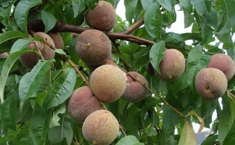 Prunus persica, Foto vom 11. August (© Spender 55)