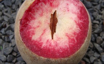 Prunus persica, Frucht (© Spender 55)