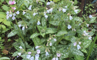 Pulmonaria saccharata, Foto vom 27. April (© Spender 55)