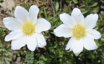 Pulsatilla alpina ssp. alpina, Foto vom 30. Juni (© Spender 55)