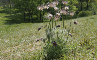 Pulsatilla vulgaris, Foto vom 11. April (© Spender 319)
