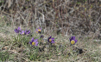Pulsatilla vulgaris, Foto vom 21. März (© Spender 319)