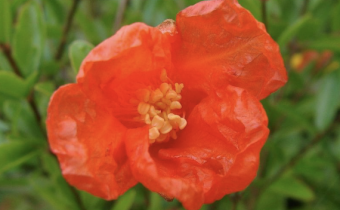 Punica granatum 'Nana', Foto vom 5. September (© Spender 55)