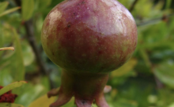 Punica granatum 'Nana', Foto vom 17. September (© Spender 55)