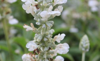 Salvia farinacea 'Alba', Foto vom 11.8. (© Spender 86)