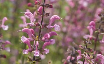 Salvia pratensis`Rose Rapsody´ (© Spender 319)