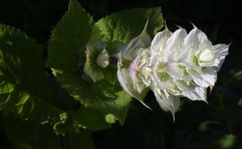 Weißblütige Pflanze, Foto vom 6.6. (© Spender 253)