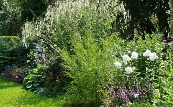 Sanguisorba tenuifolia `Albiflora´ (© Spender 319)