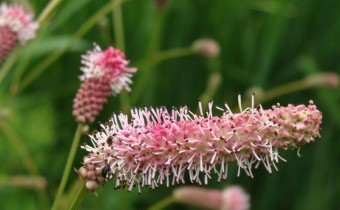 Sanguisorba officinalis `Pink Tanna´, Foto vom 14.6. (© Spender 55)