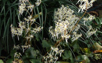 Saxifraga cortusifolia `Maigrün´, Foto vom 25.10. (© Spender 55)