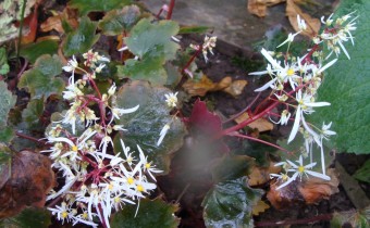 Saxifraga cortusifolia `Rubifolia´, Foto vom 23.10. (© Spender 55)