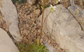 Saxifraga paniculata ssp. cartilaginea (© Spender 55)