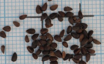 Sideritis syriaca Samen (© Gabriele Renneberg)