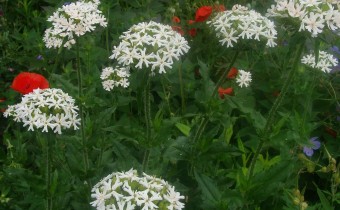 Silene chalcedonica `Alba´; Foto vom 15.6. (© Spender 55)