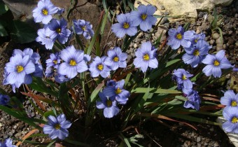 Sisyrinchium 'Blue Sky', Foto vom 29.5. (© Spender 55)