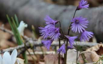 Foto am Naturstandort vom 10. Mai (© Spender 55)