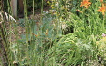 Stipa gigantea © Spender 86