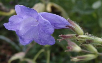 Strobilanthes wallichii, Foto vom 5. Oktober (© Spender 55)