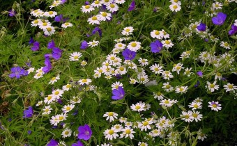 Foto vom 25. Juni, mit Geranium (© Spender 419)