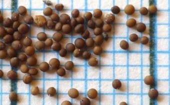 Thymus serpyllum Samen (© Spender 324)