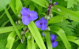 Tradescantia x andersoniana 'Blue and Gold' (© Spender 419)