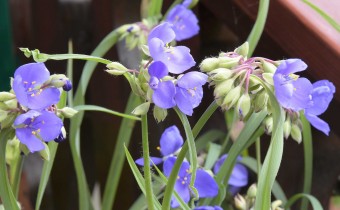 Tradescantia ohiensis, Foto vom 22.6. (© Spender 253)