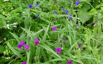 Tradescantia x andersoniana, Sämlinge (© Spender 419)