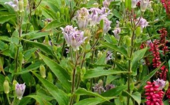 Tricyrtis hirta (© Spender 319)