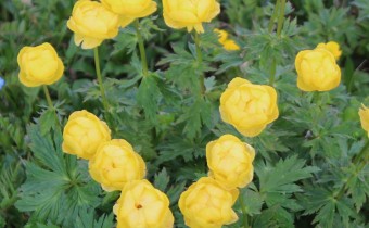 Trollius europaeus, Foto vom 10. Juni (© Spender 55)