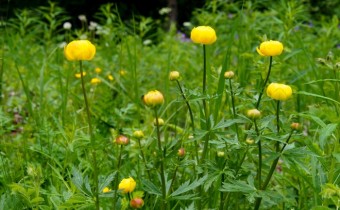 Trollius europaeus, Foto vom 12. Juni (© Spender 319)