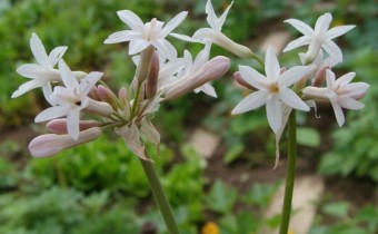 Tulbaghia violacea, Foto vom 12. Juli (© Spender 55)