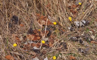 Tussilago farfara, Foto vom 4. März (© Spender 319)