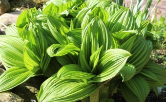 Veratrum nigrum, Frühjahrsaustrieb (© Spender 311)