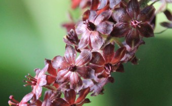 Veratrum nigrum, Foto vom 15.8. (© Spender 311)